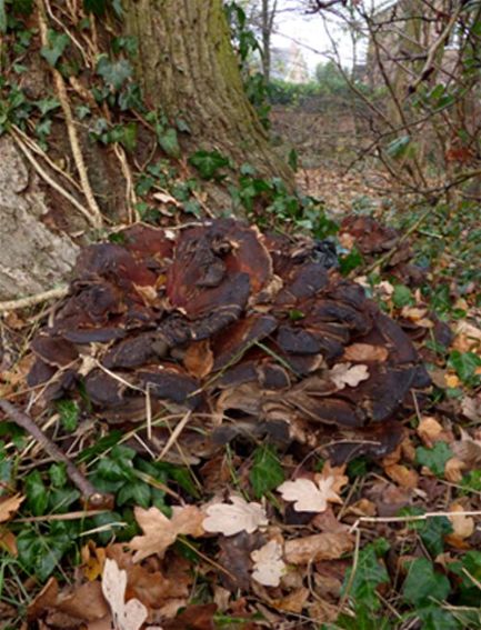 An over-mature fruiting mass at the base of English oak in Laindon, Essex.